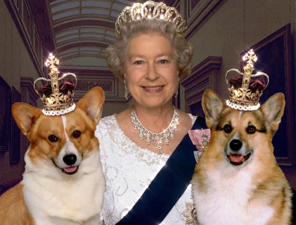 WHO WILL CARE FOR QUEEN ELIZABETH II'S BELOVED CORGIS?👸🏻